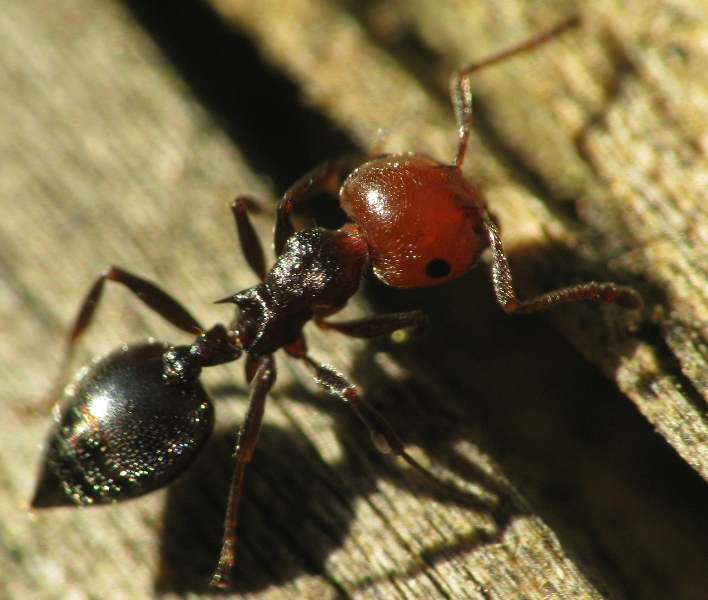 Crematogaster S. con parassiti ??